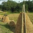 Harvest rice.
